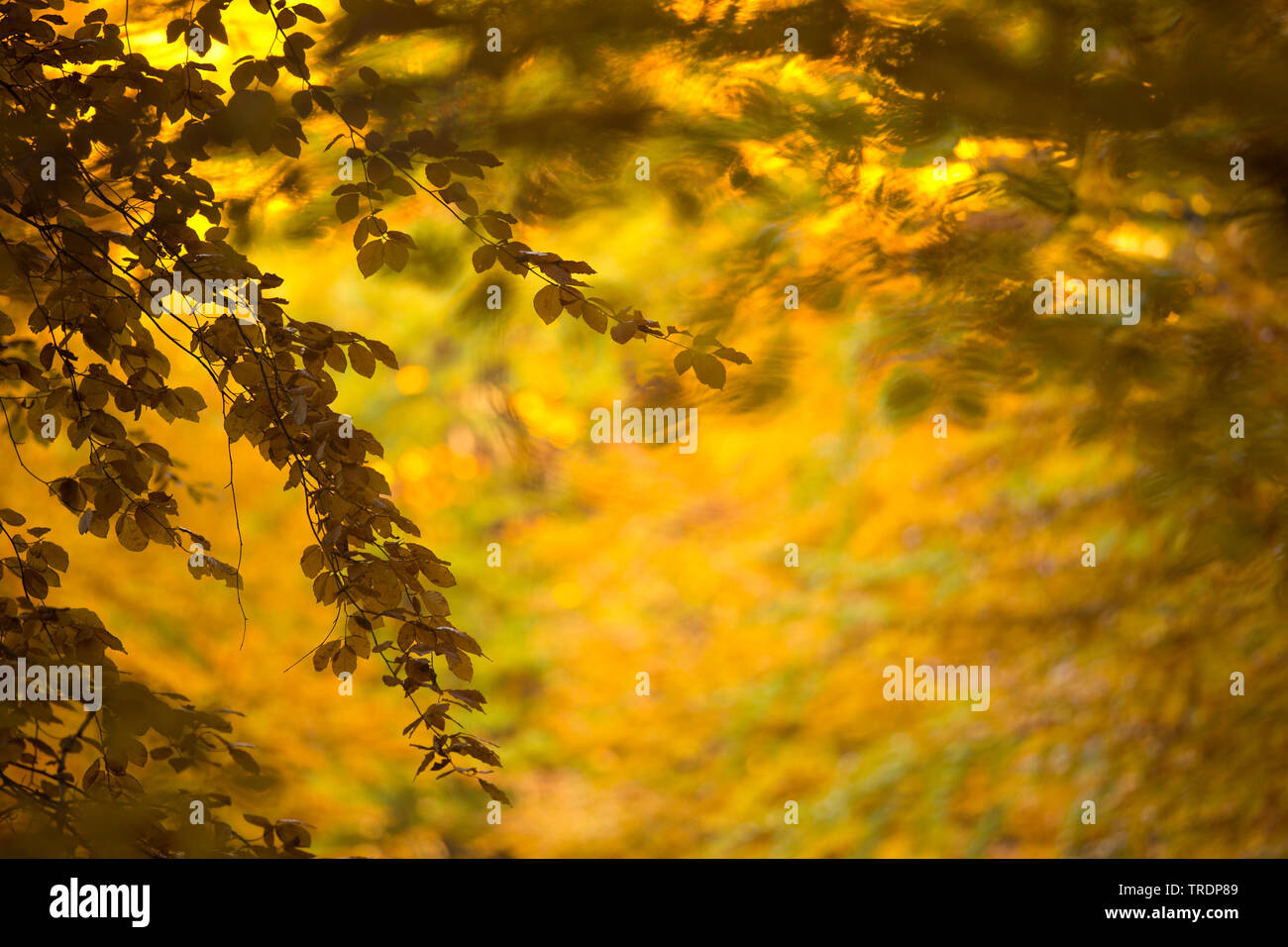 Giallo-arancio di foglie colorate, Ungheria Foto Stock