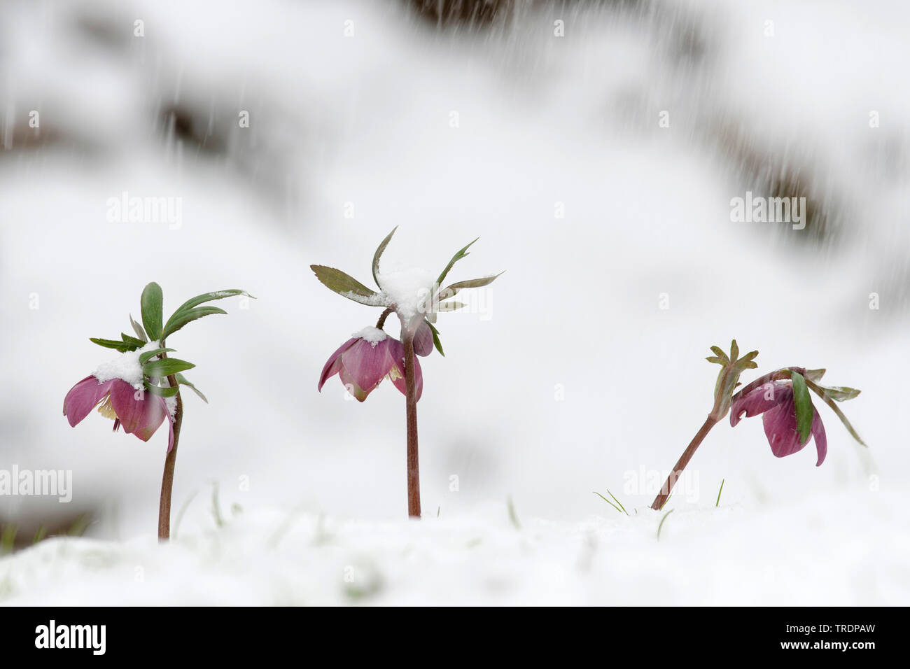 Veratro viola (Helleborus purpurascens), fiori in snow, Ungheria Foto Stock