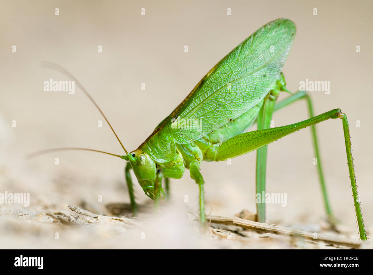 Spasmi bushcricket verde, spasmi macchia verde cricket, spasmi macchia verde-cricket (Tettigonia cantans), femmina deposizione delle uova nel suolo, Ungheria Foto Stock