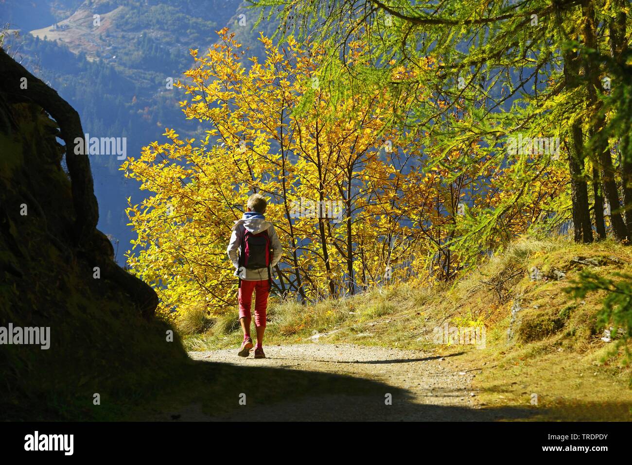 Femmina wanderer nel paesaggio autunnale, Francia, Savoie, Sainte Foy Tarentaise Foto Stock