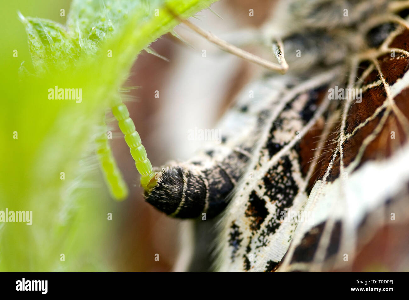 Mappa butterfly, estate forma (Araschnia levana f. prorsa), femmina uovo che posa, Ungheria Foto Stock