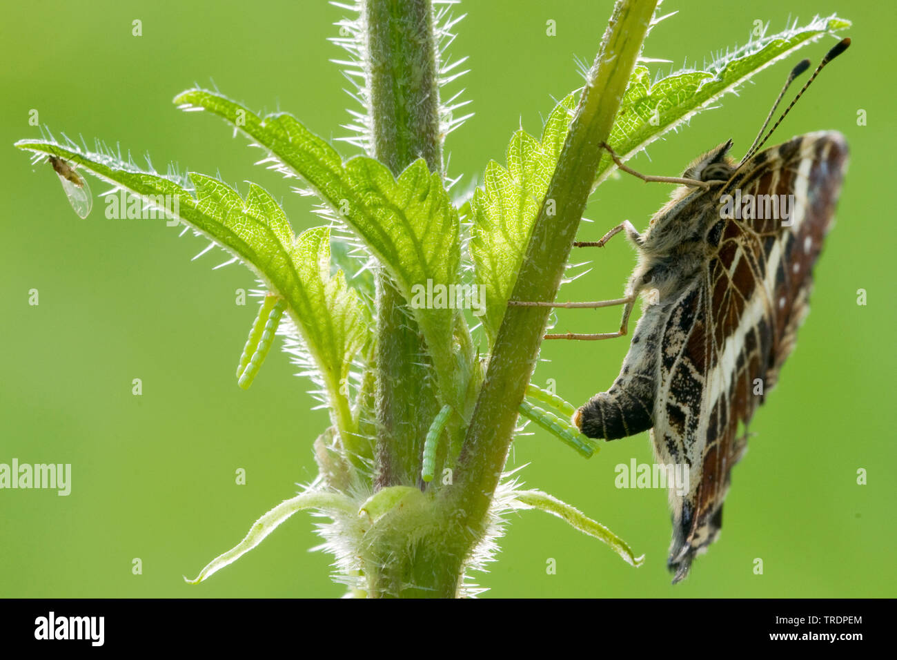 Mappa butterfly, estate forma (Araschnia levana f. prorsa), femmina uovo che posa, Ungheria Foto Stock