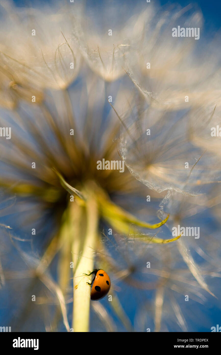 Sette-spot coccinella, sevenspot coccinella, 7-spot ladybird (Coccinella septempunctata), Lady Bird a levetta di seme di testa di un dente di leone, Ungheria Foto Stock