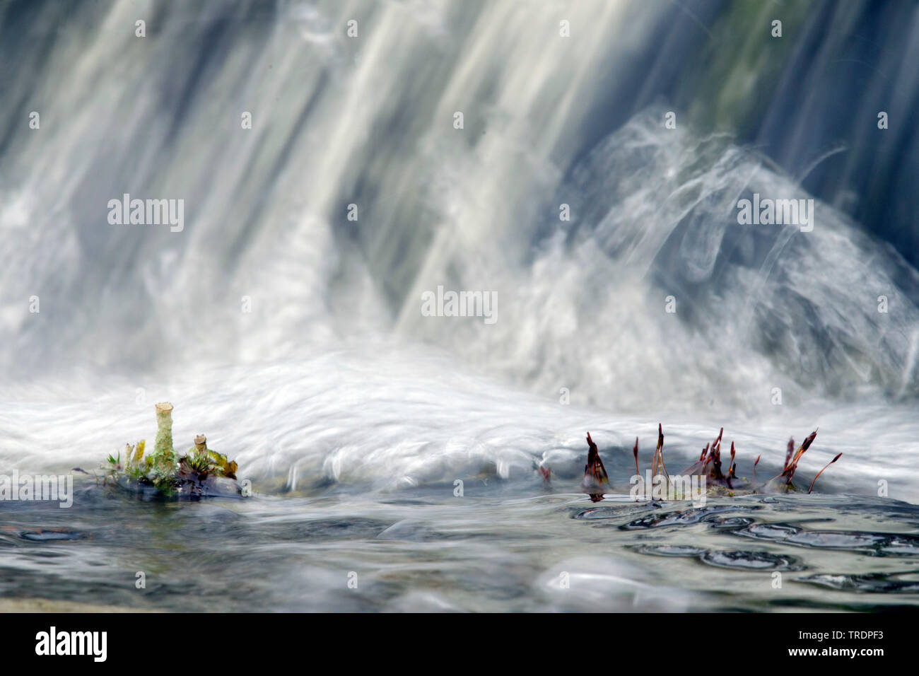Moss con acqua in background, Ungheria Foto Stock