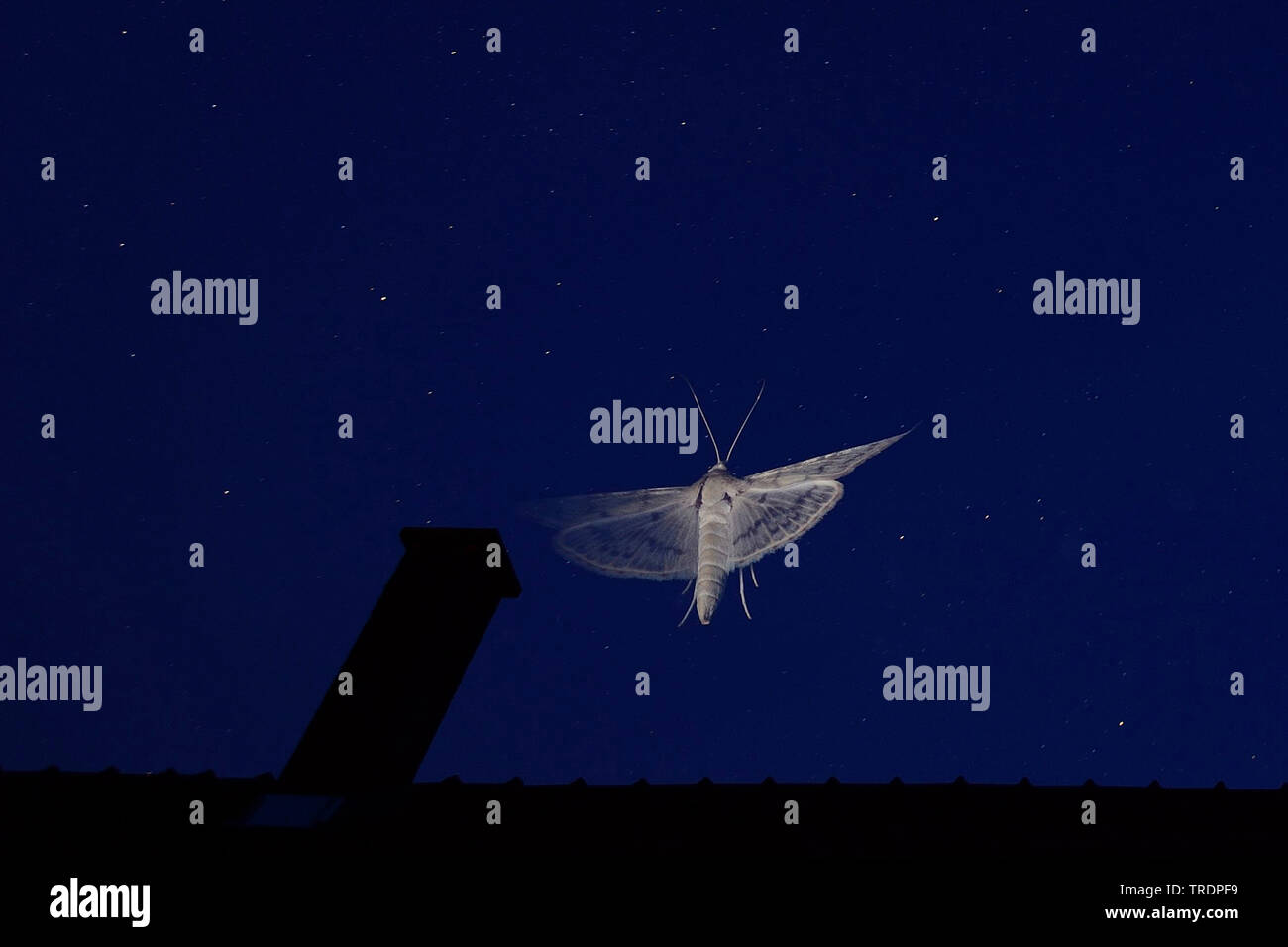 Farfalla in volo su un tetto di notte, Ungheria Foto Stock