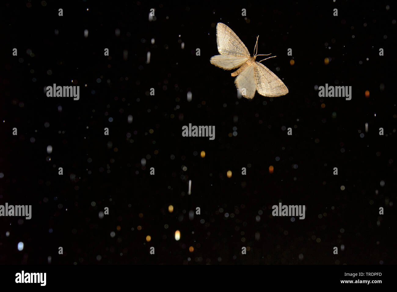 Farfalla in volo di notte, Ungheria Foto Stock