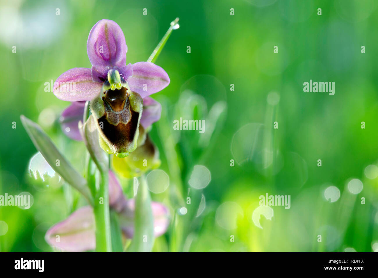 Deep Forest ophrys, beccacce orchidea (Ophrys scolopax), fiore, Ungheria Foto Stock