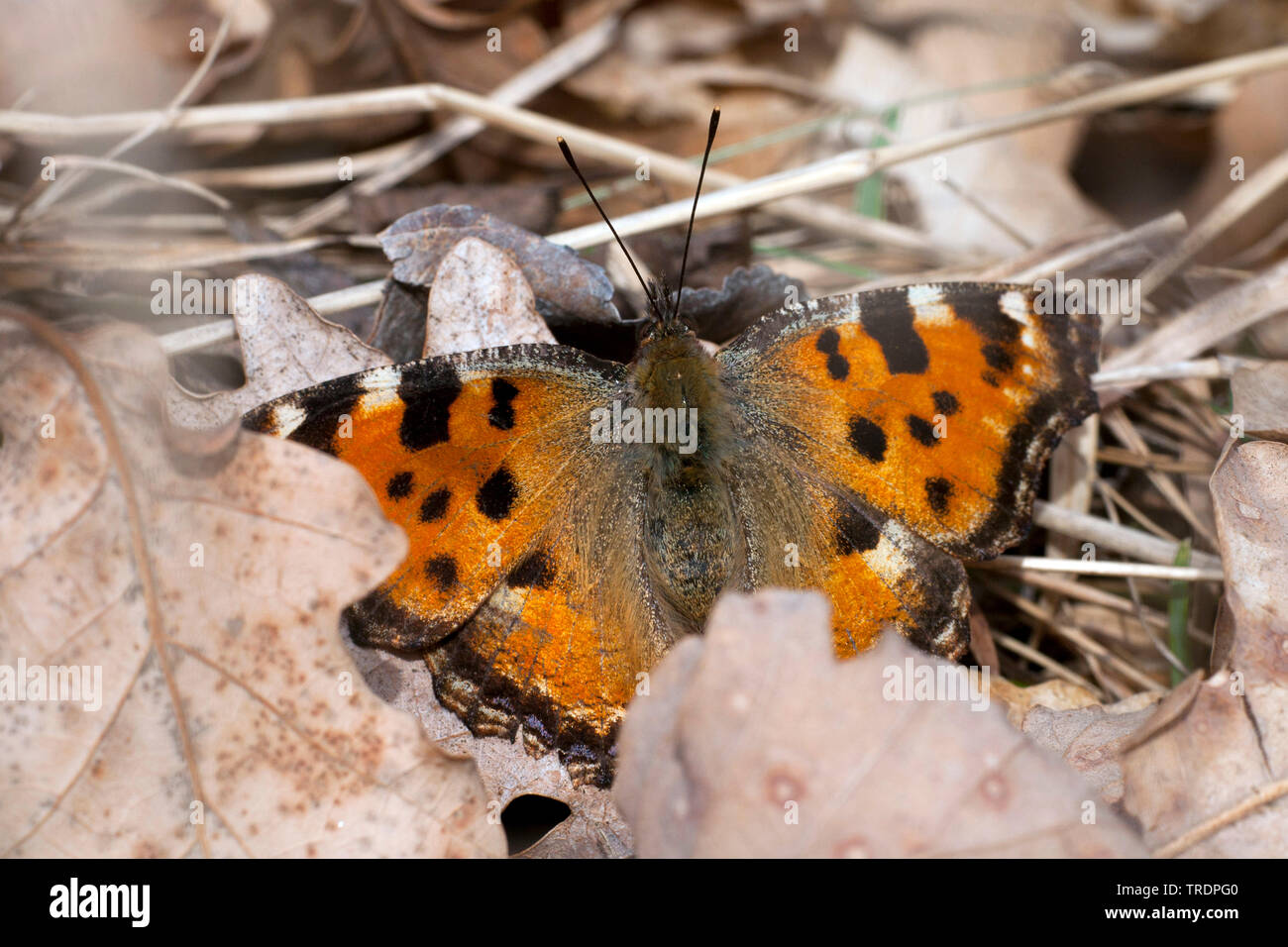 Giallo-gambe tartaruga, scarse tartaruga (Nymphalis xanthomelas), seduto a terra tra le foglie, Ungheria Foto Stock