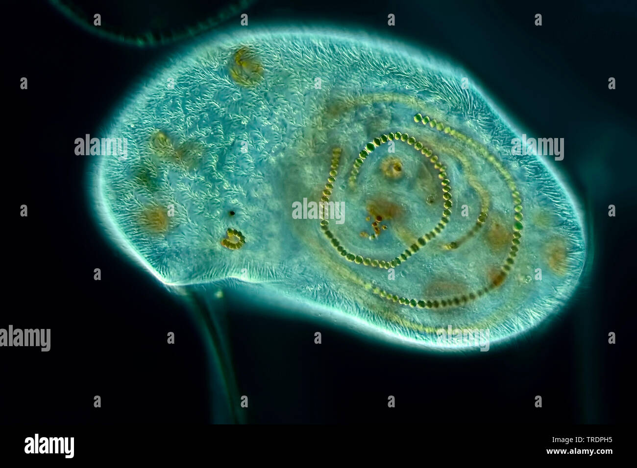 Ciliati (Ciliata), si nutrono di alghe blu-verdi in campo oscuro, x 100, Germania Foto Stock
