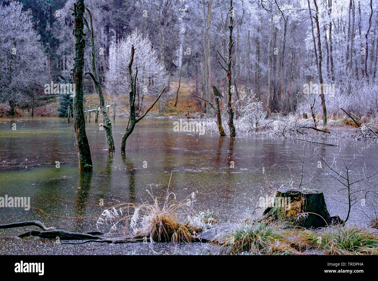 Lago ghiacciato in una foresta, in Germania, in Renania settentrionale-Vestfalia, Eifel, Blankenheim Foto Stock