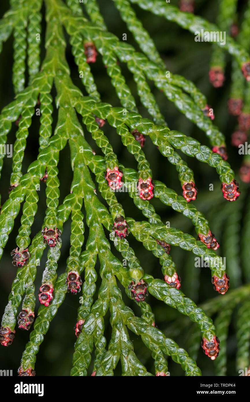 Il cedro rosso (Thuja plicata), ramoscelli con fiori maschili Foto Stock