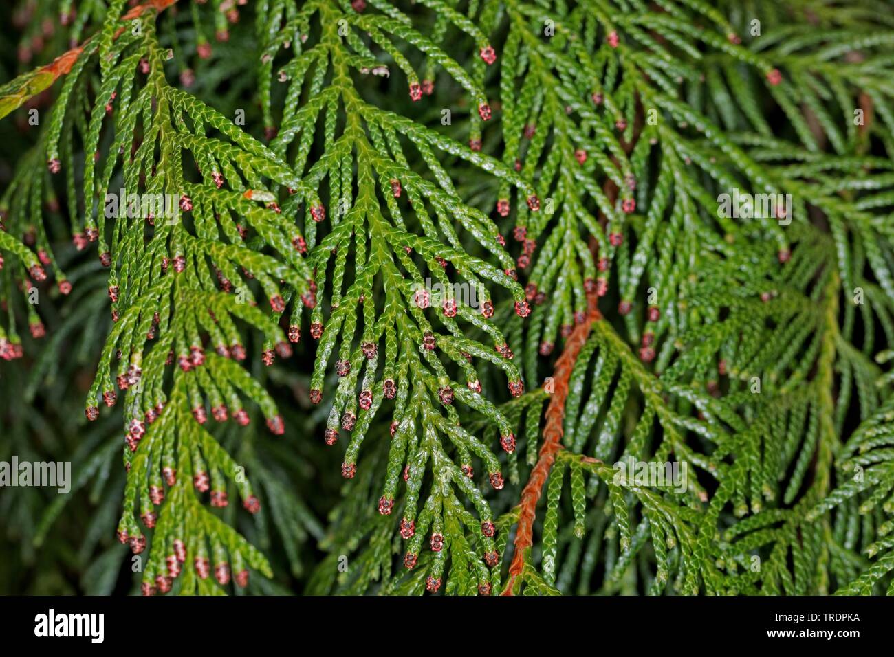Il cedro rosso (Thuja plicata), ramoscelli con fiori maschili Foto Stock