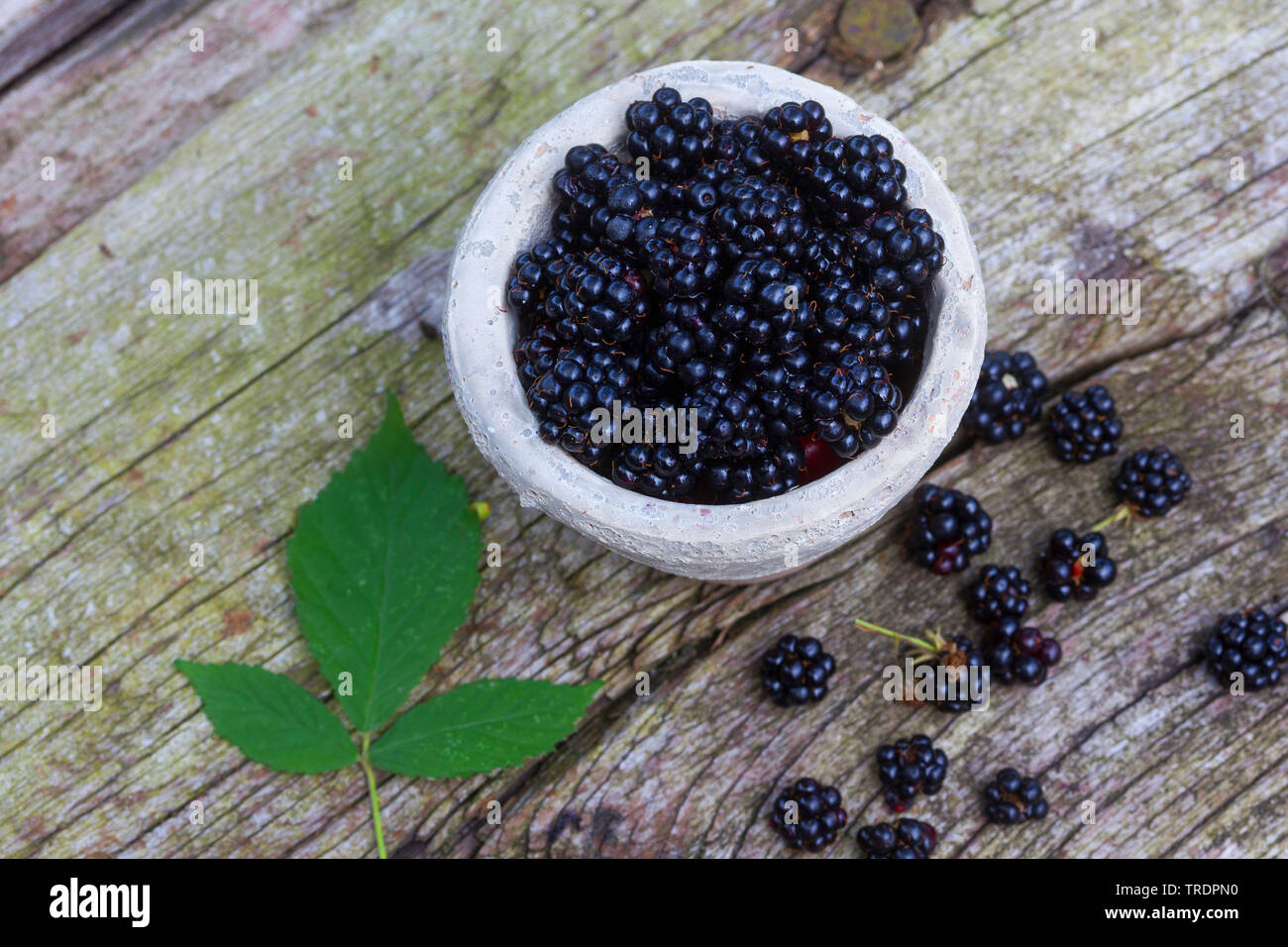 Blackberry arbustive (Rubus fruticosus), in una pentola, Germania Foto Stock