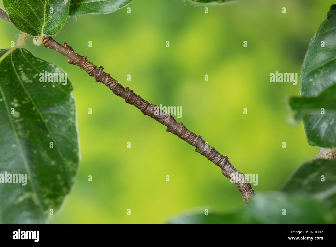 Comune di faggio (Fagus sylvatica), la determinazione dell'età di un ramo con anelli, Germania Foto Stock