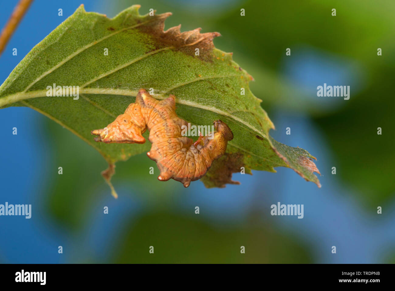 Ferro da stiro (prominente Notodonta dromedarius), Caterpillar a una foglia di betulla, Germania Foto Stock