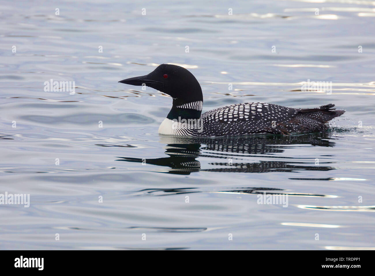 Great Northern diver (Gavia immer), nella colorazione di allevamento, Islanda Foto Stock