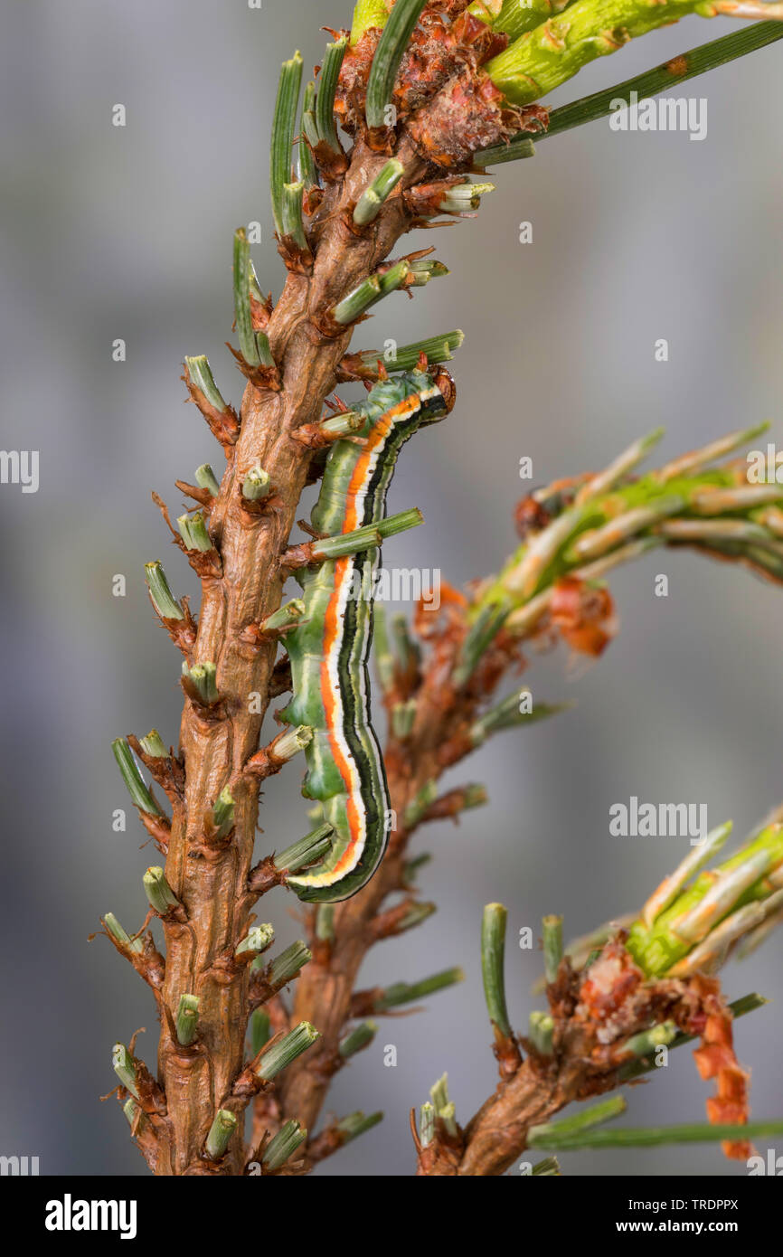 Pine beau, pino bellezza tarma (Panolis flammea, Panolis pipiperda, Panolis griseovariegata), Caterpillar su aghi di pino, Germania Foto Stock