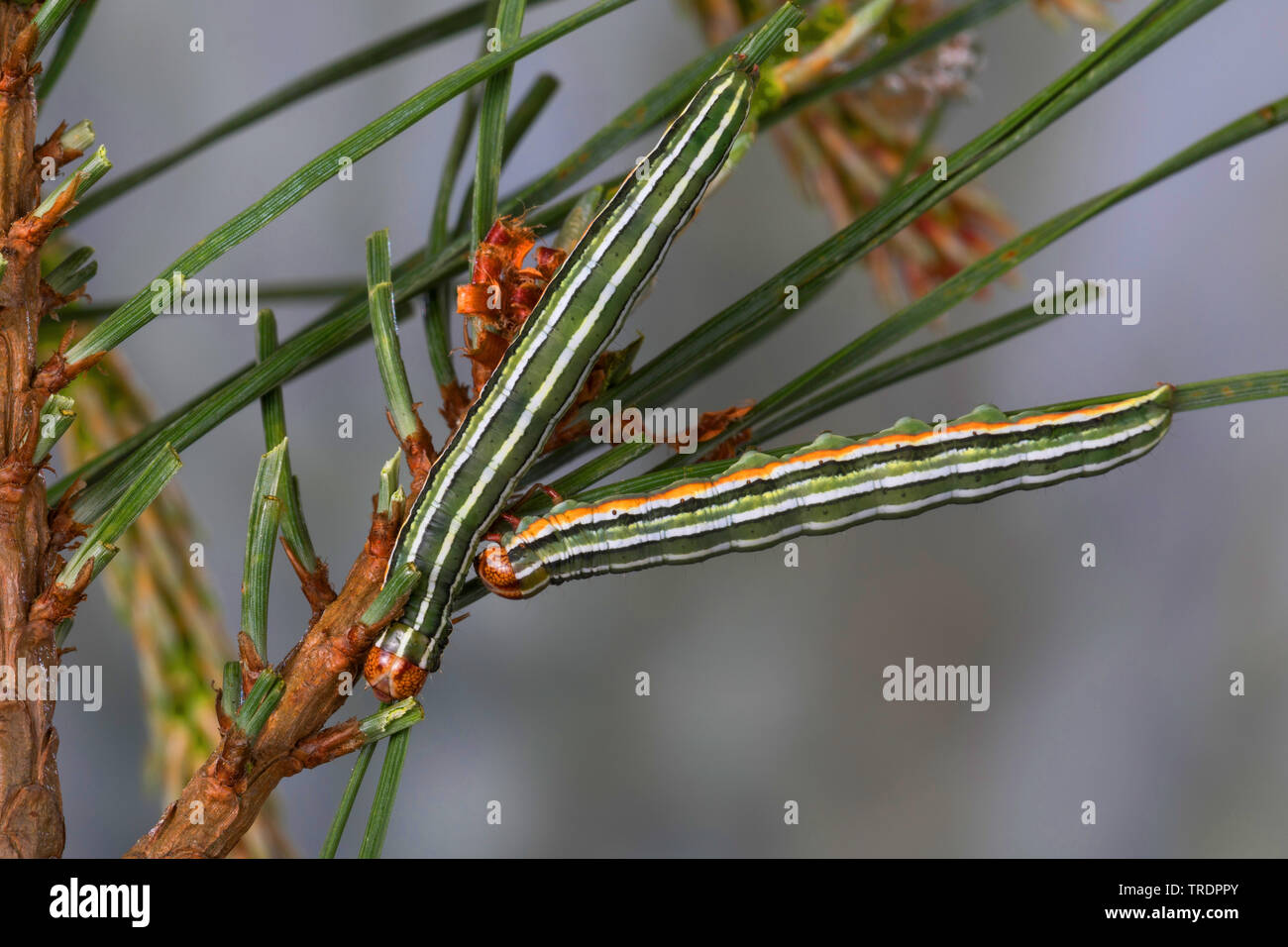 Pine beau, pino bellezza tarma (Panolis flammea, Panolis pipiperda, Panolis griseovariegata), bruchi su aghi di pino, Germania Foto Stock