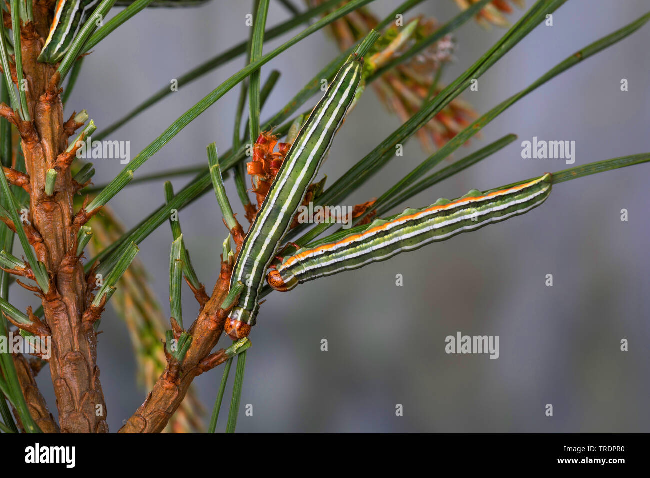 Pine beau, pino bellezza tarma (Panolis flammea, Panolis pipiperda, Panolis griseovariegata), bruchi su aghi di pino, Germania Foto Stock
