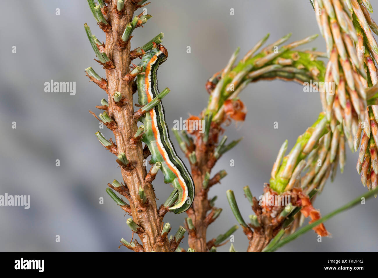 Pine beau, pino bellezza tarma (Panolis flammea, Panolis pipiperda, Panolis griseovariegata), Caterpillar su aghi di pino, Germania Foto Stock