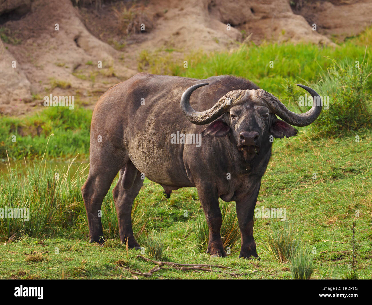 African buffalo (Syncerus caffer), stando in piedi in un prato, Kenia Masai Mara National Park Foto Stock