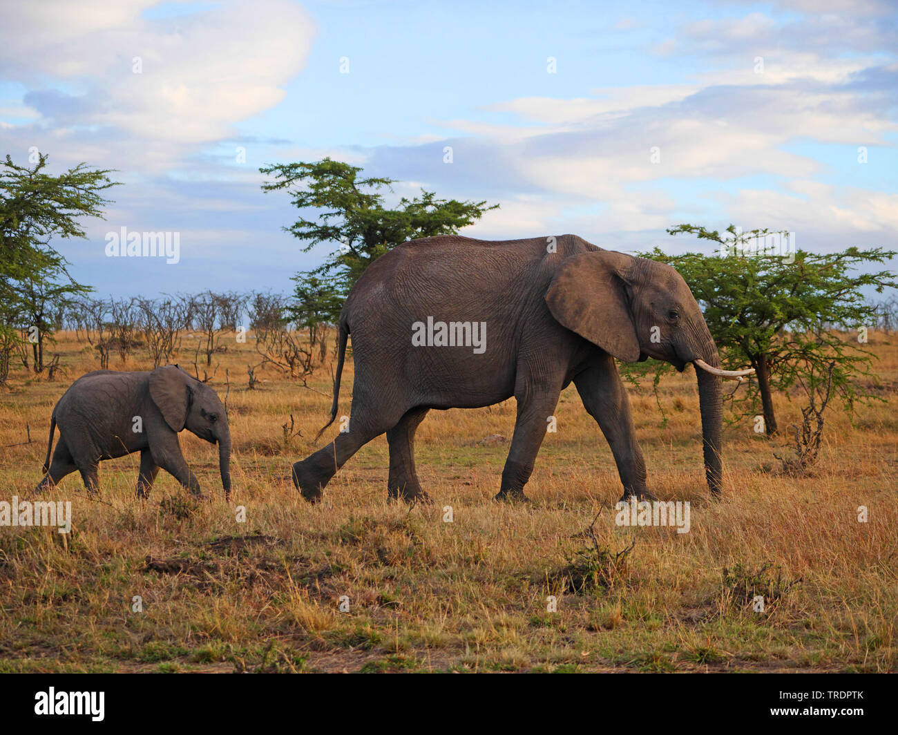 Elefante africano (Loxodonta africana), mucca elefante con vitello nella savana, vista laterale, Kenya, Samburu Riserva nazionale Foto Stock