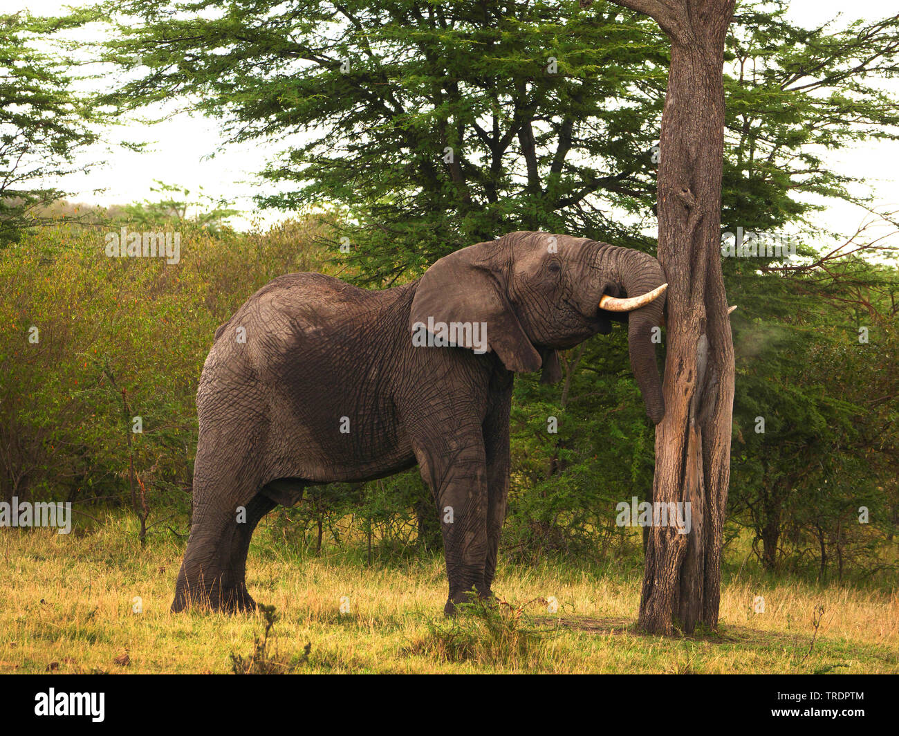Elefante africano (Loxodonta africana), Bull elefante a un tronco di albero, vista laterale, Kenia Masai Mara National Park Foto Stock