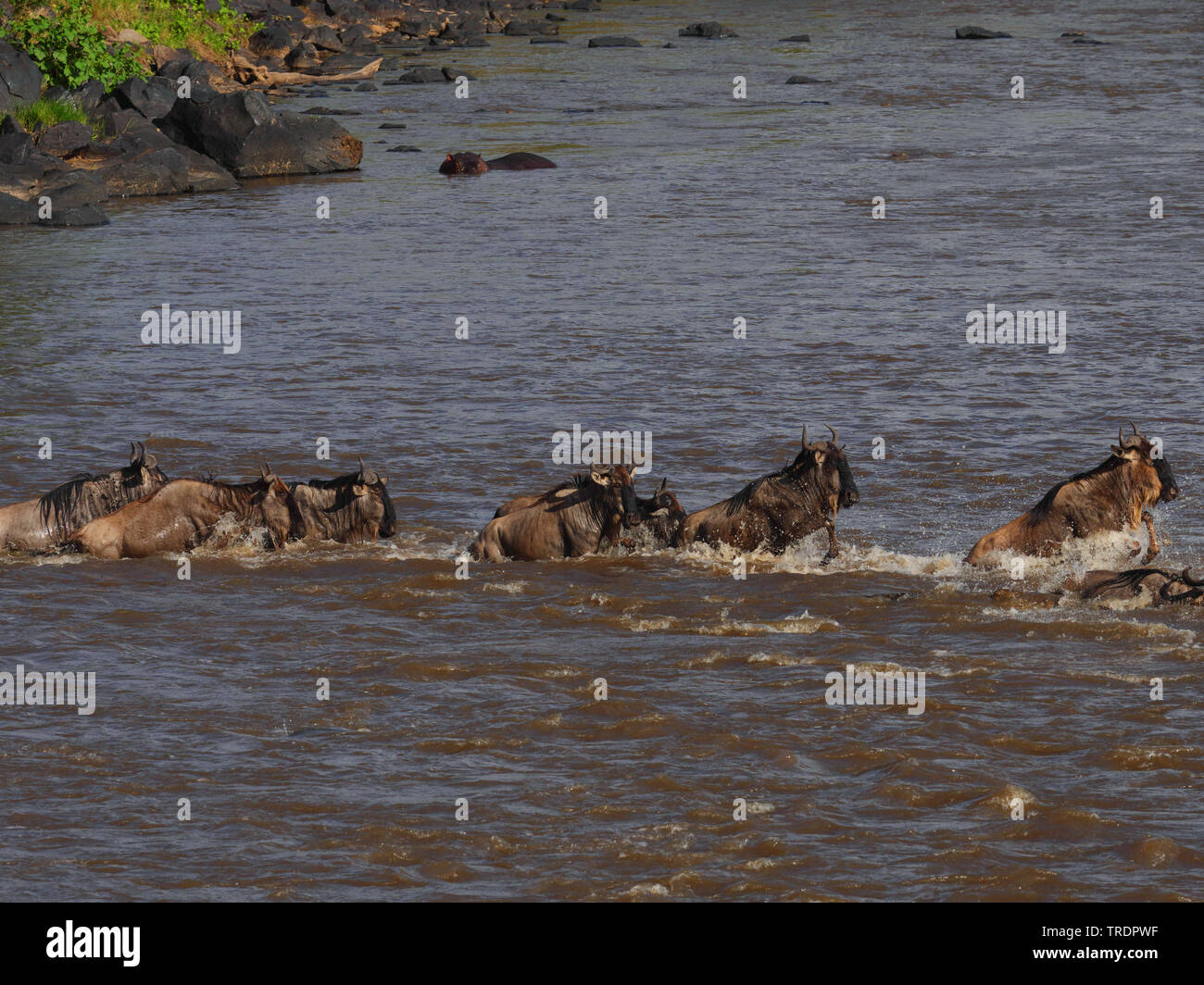 Bianco orientale-barbuto Gnu (Connochaetes taurinus albojubatus), allevamento di wildebeests attraversare un fiume, vista laterale, Kenia Masai Mara National Park Foto Stock