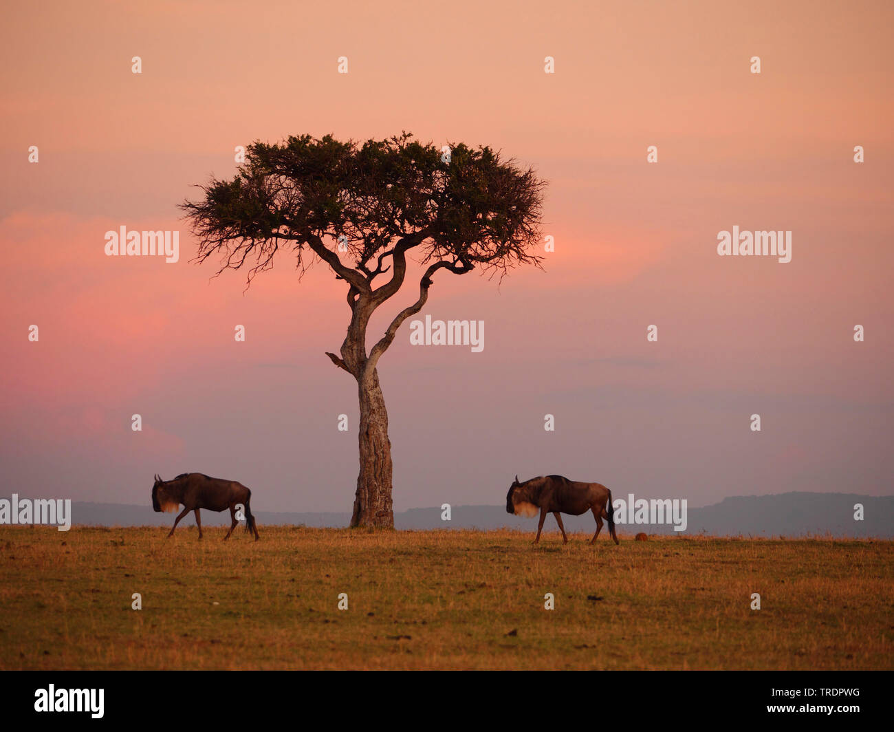 Blue GNU, borchiati gnu, bianco-barbuto GNU (Connochaetes taurinus), borchiati gnus con un albero a sunrise, vista laterale, Kenia Masai Mara National Park Foto Stock