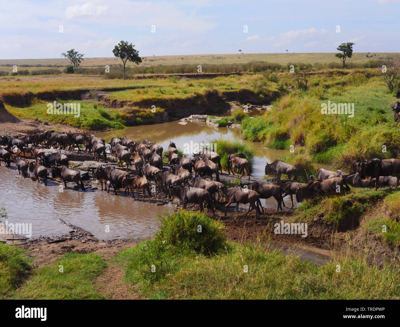 Bianco orientale-barbuto Gnu (Connochaetes taurinus albojubatus), allevamento di wildebeests attraversando un luogo di acqua nella savana, Kenia Masai Mara National Park Foto Stock