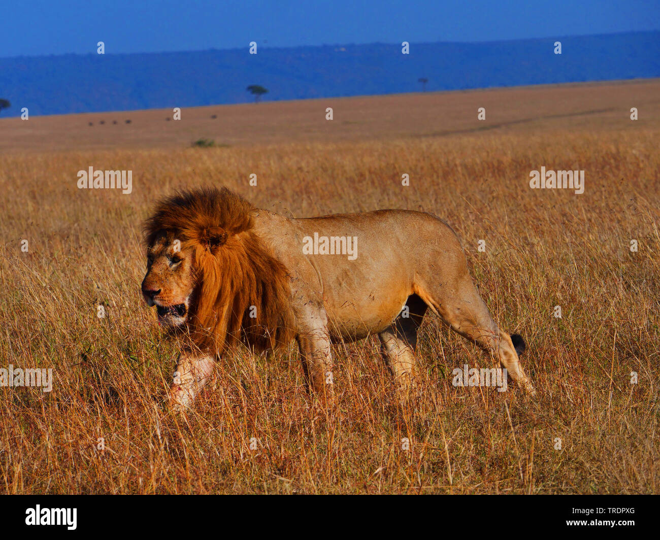 Lion (Panthera leo), maschio lion a piedi attraverso la savana, vista laterale, Kenia Masai Mara National Park Foto Stock