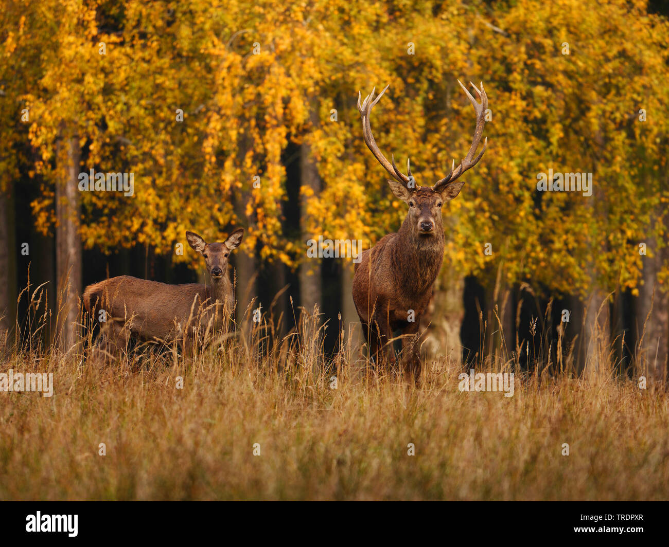 Il cervo (Cervus elaphus), red deer hind e cervi feste di addio al celibato in una foresta autunnale, Germania, Sassonia Foto Stock