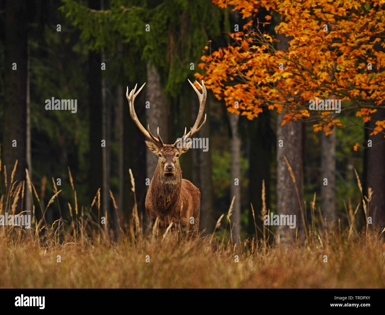 Il cervo (Cervus elaphus), red deer feste di addio al celibato in una radura in una foresta autunnale, Germania, Sassonia Foto Stock