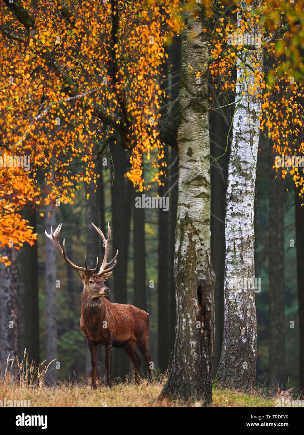 Il cervo (Cervus elaphus), red deer feste di addio al celibato in una foresta autunnale, Germania, Sassonia Foto Stock