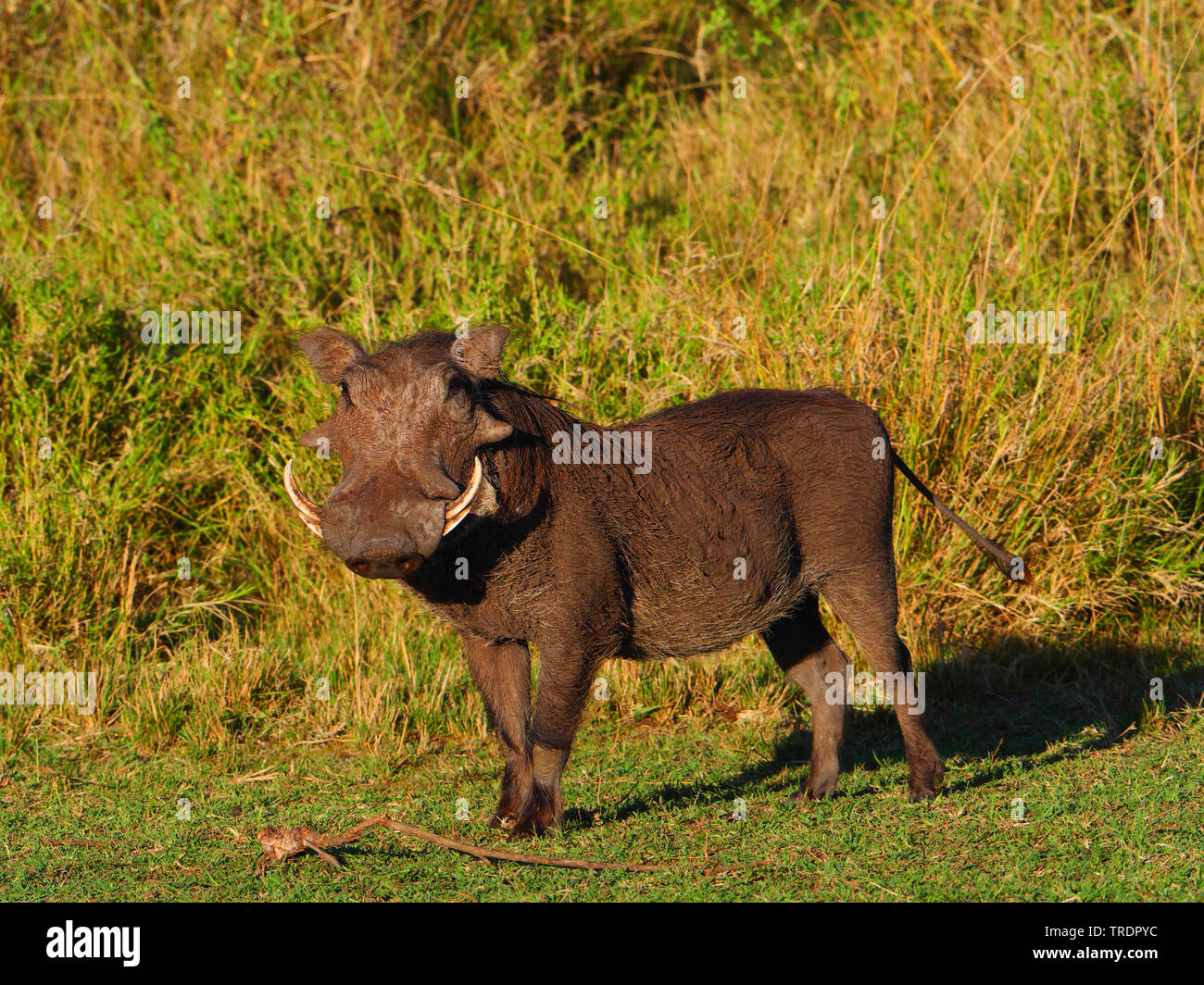 Cape warthog, Somali warthog, deserto warthog (Phacochoerus aethiopicus), warthog tusker in un prato, Kenia Masai Mara National Park Foto Stock