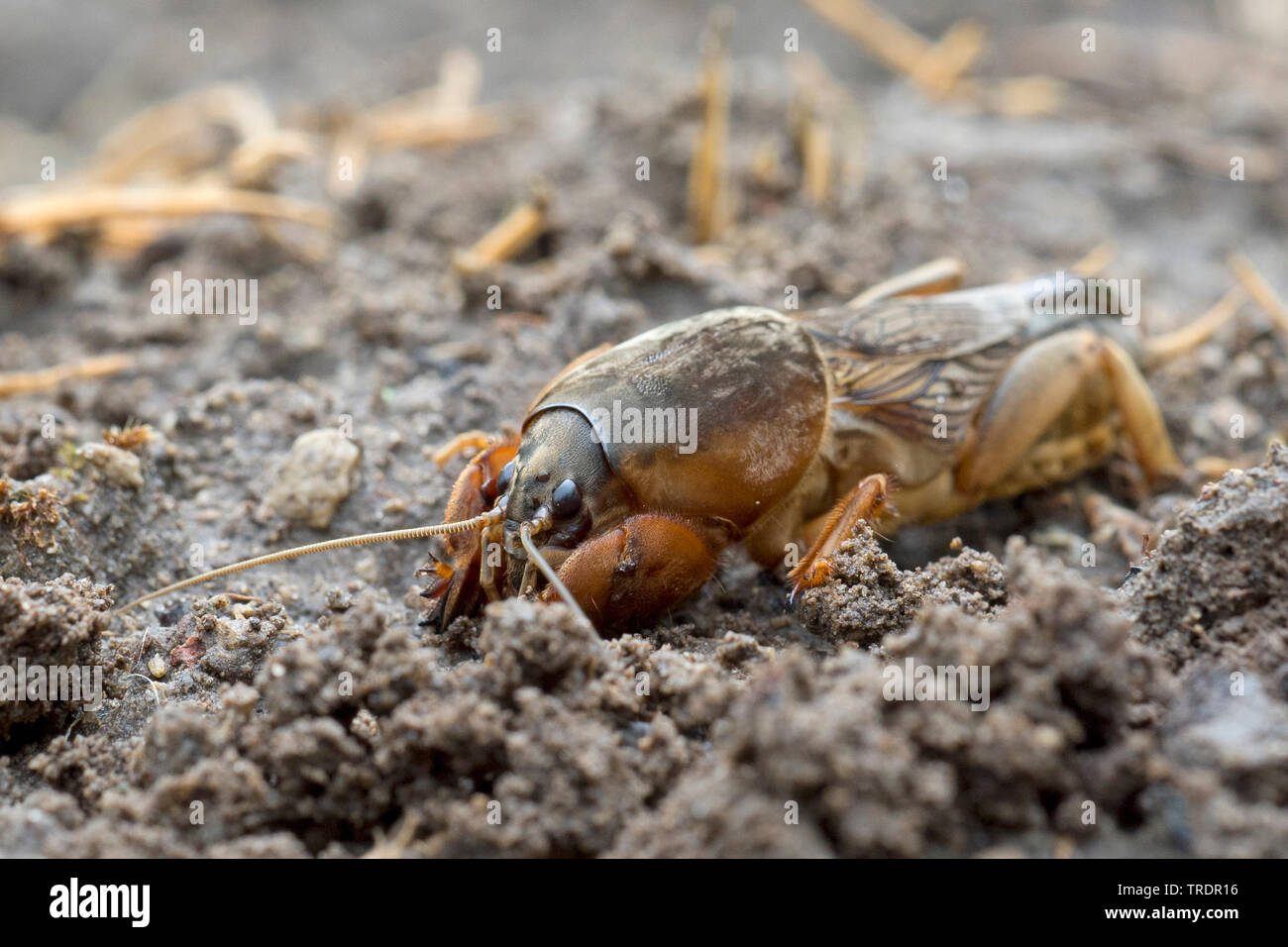 Unione mole cricket, Mole cricket (Gryllotalpa gryllotalpa), Ungheria Foto Stock