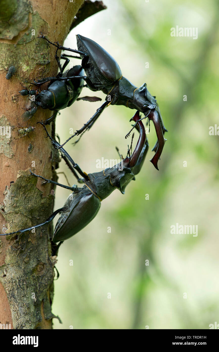 Stag beetle, Europeo stag beetle (lucanus cervus), due maschi combattimenti con femmina, Ungheria Foto Stock