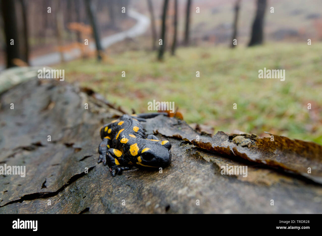 Unione salamandra pezzata (Salamandra salamandra), su un tronco in una foresta, Ungheria Foto Stock