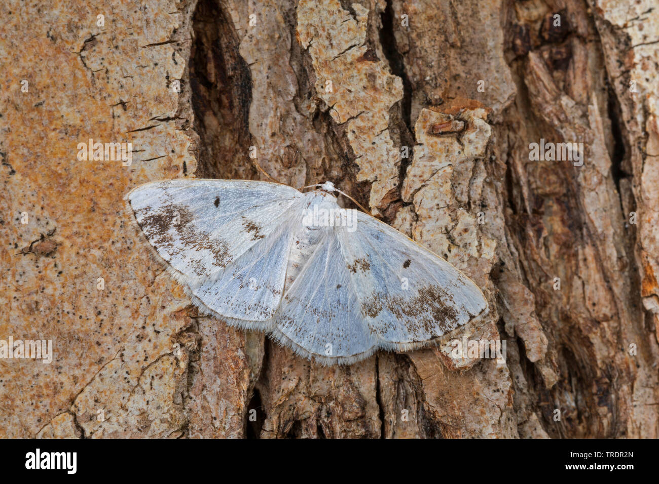 Offuscato argento (Lomographa temerata, Bapta temerata), seduto sulla corteccia, Germania Foto Stock