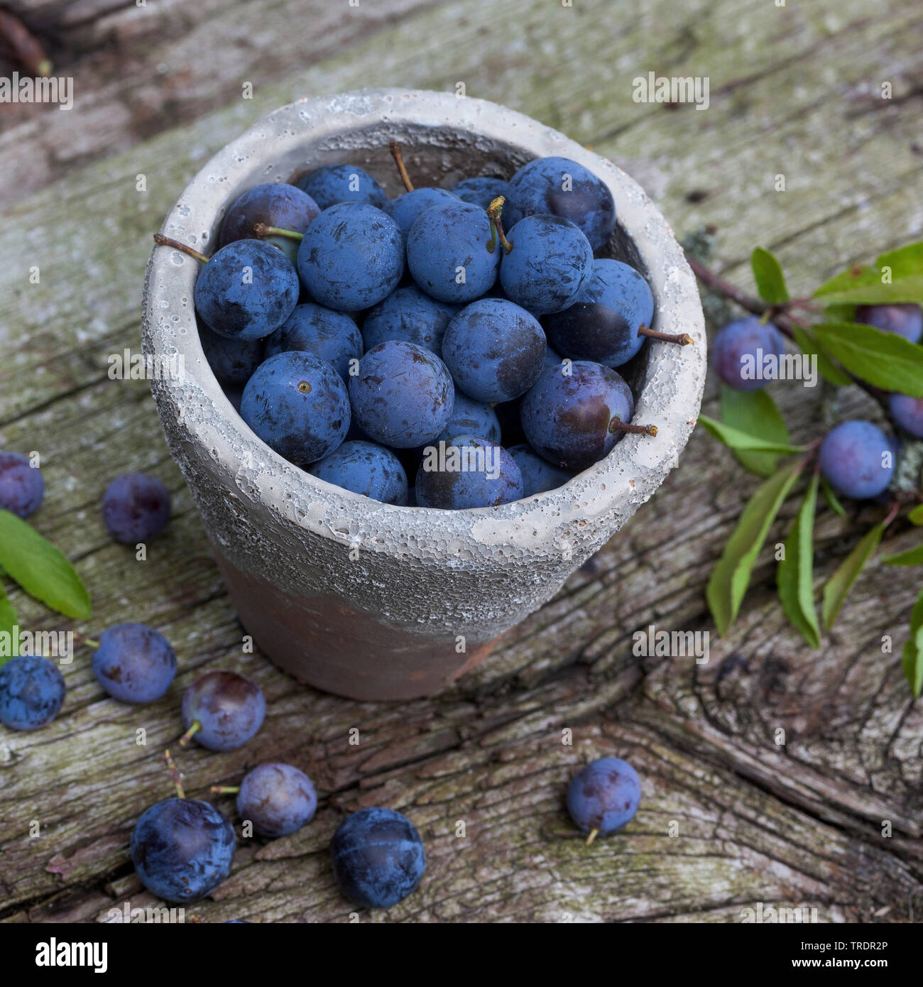 Prugnolo, sloe (Prunus spinosa, collectetd frutti in una pentola, Germania Foto Stock