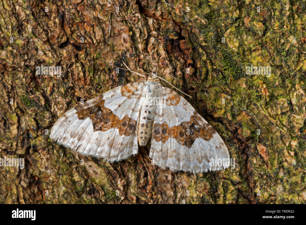 Argento-Moquette a terra (Xanthorhoe montanata, Cidaria montanata), seduto sulla corteccia, Germania Foto Stock