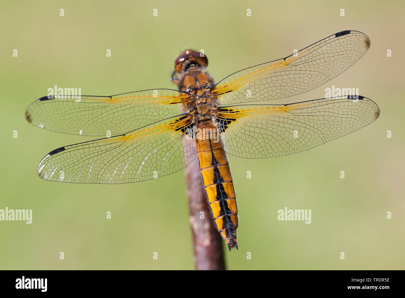 Scarsa Chaser - Libellula fulva Foto Stock