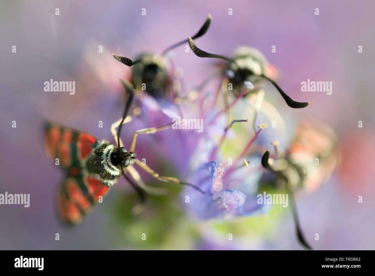 Fausto Burnett (falena Zygaena fausta, Zygaena faustina), su un fiore, Ungheria Foto Stock