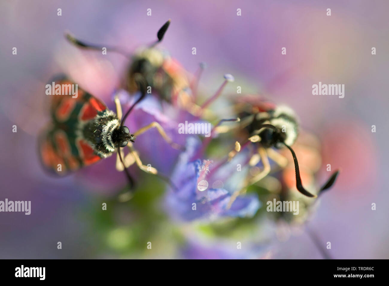 Fausto Burnett (falena Zygaena fausta, Zygaena faustina), su un fiore, Ungheria Foto Stock