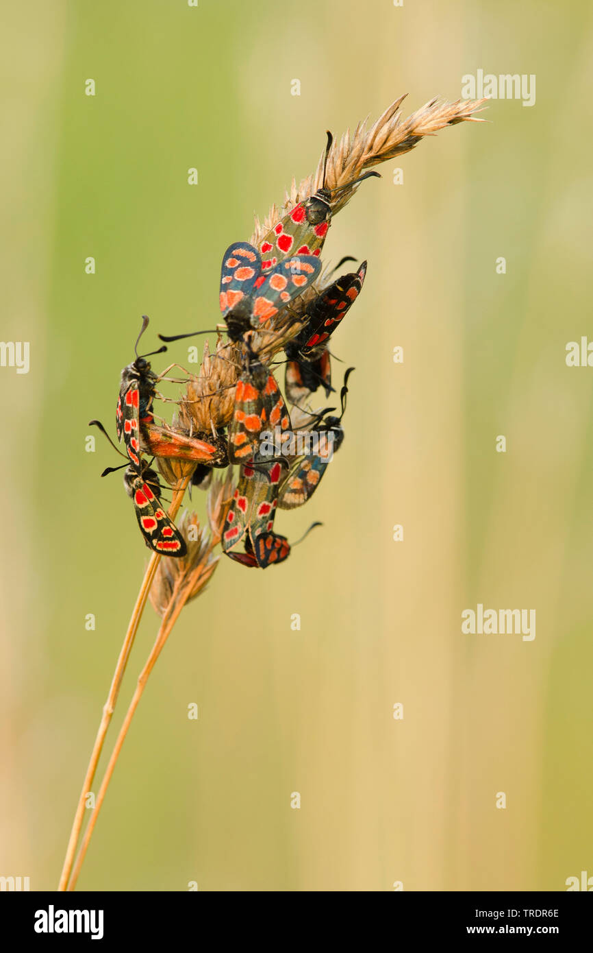 Fausto Burnett (falena Zygaena fausta, Zygaena faustina), su erba, Ungheria Foto Stock