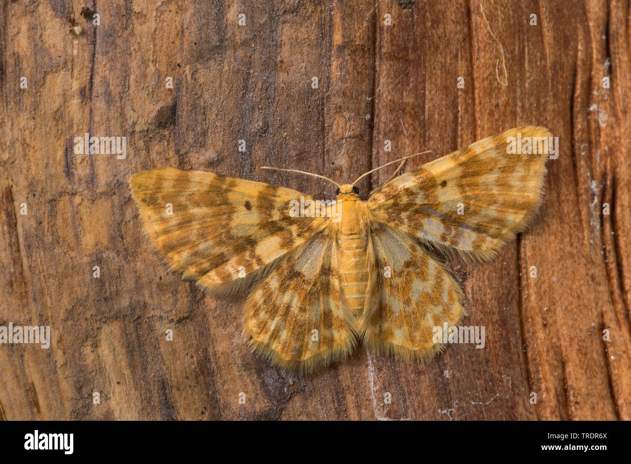 Piccola onda gialla (Hydrelia flammeolaria), sul legno morto, vista da sopra, Germania Foto Stock