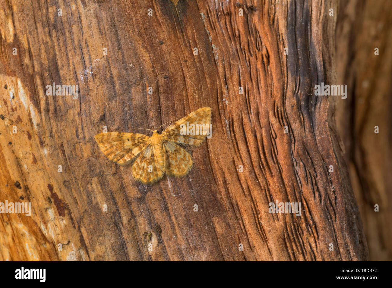 Piccola onda gialla (Hydrelia flammeolaria), sul legno morto, vista da sopra, Germania Foto Stock