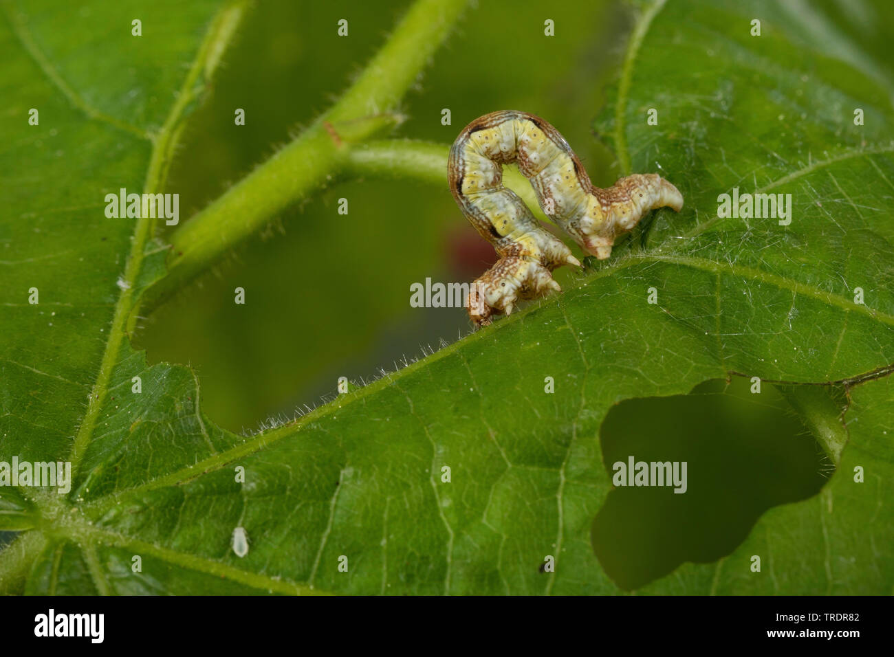 Chiazzato umber (Erannis defoliaria, Phalaena defoliaria, Hybernia defoliaria), Caterpillar alimentazione su foglie di lime, Germania Foto Stock