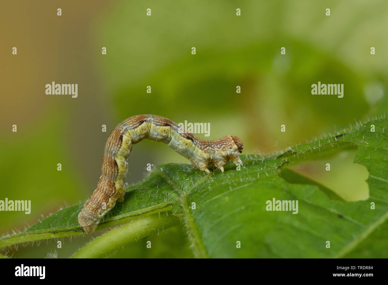 Chiazzato umber (Erannis defoliaria, Phalaena defoliaria, Hybernia defoliaria), Caterpillar alimentazione su foglie di lime, Germania Foto Stock