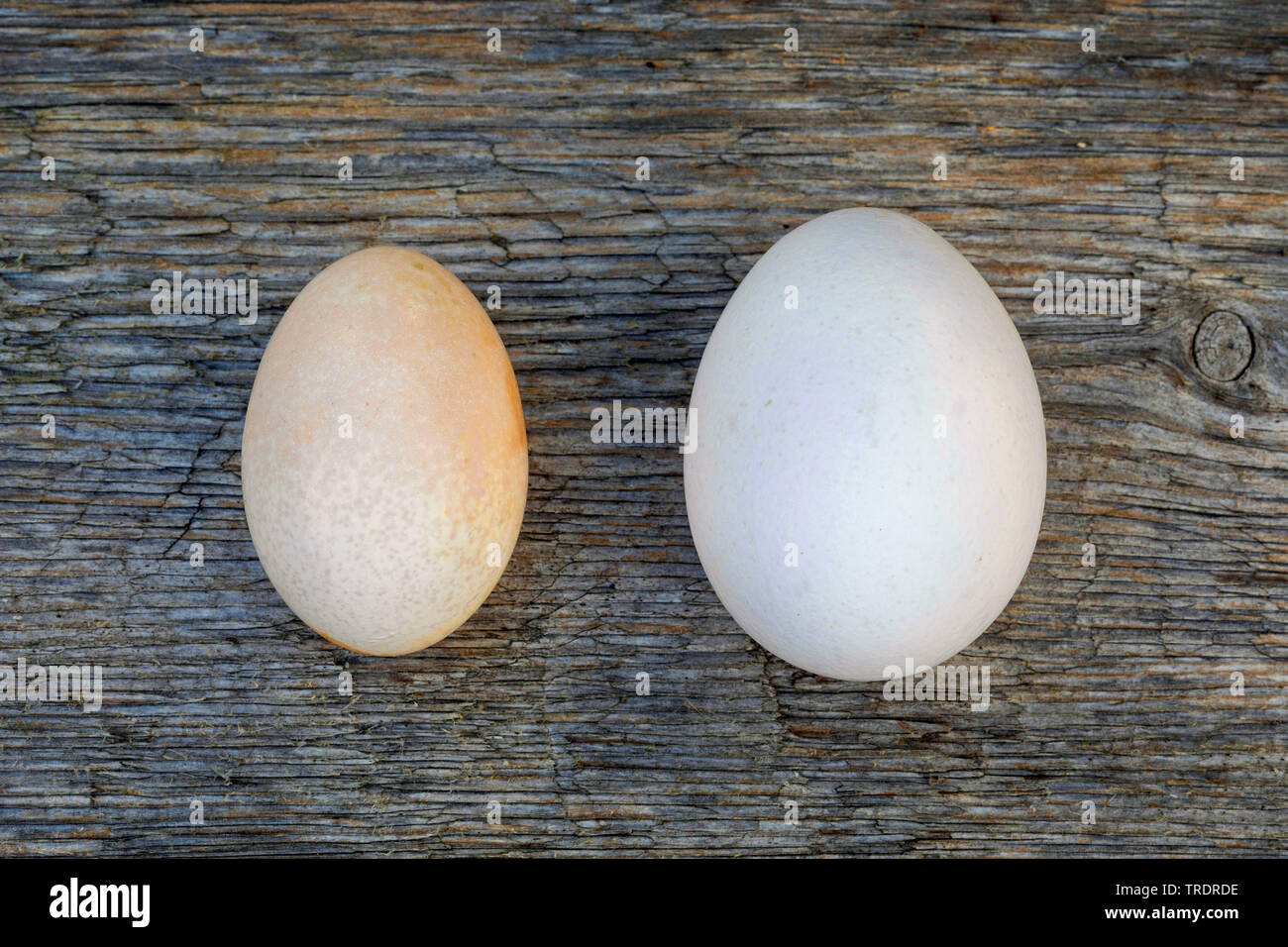 Galli e galline (Gallus gallus f. domestica), confronto delle uova di gallina con un uovo di gallina Bantam, Germania Foto Stock